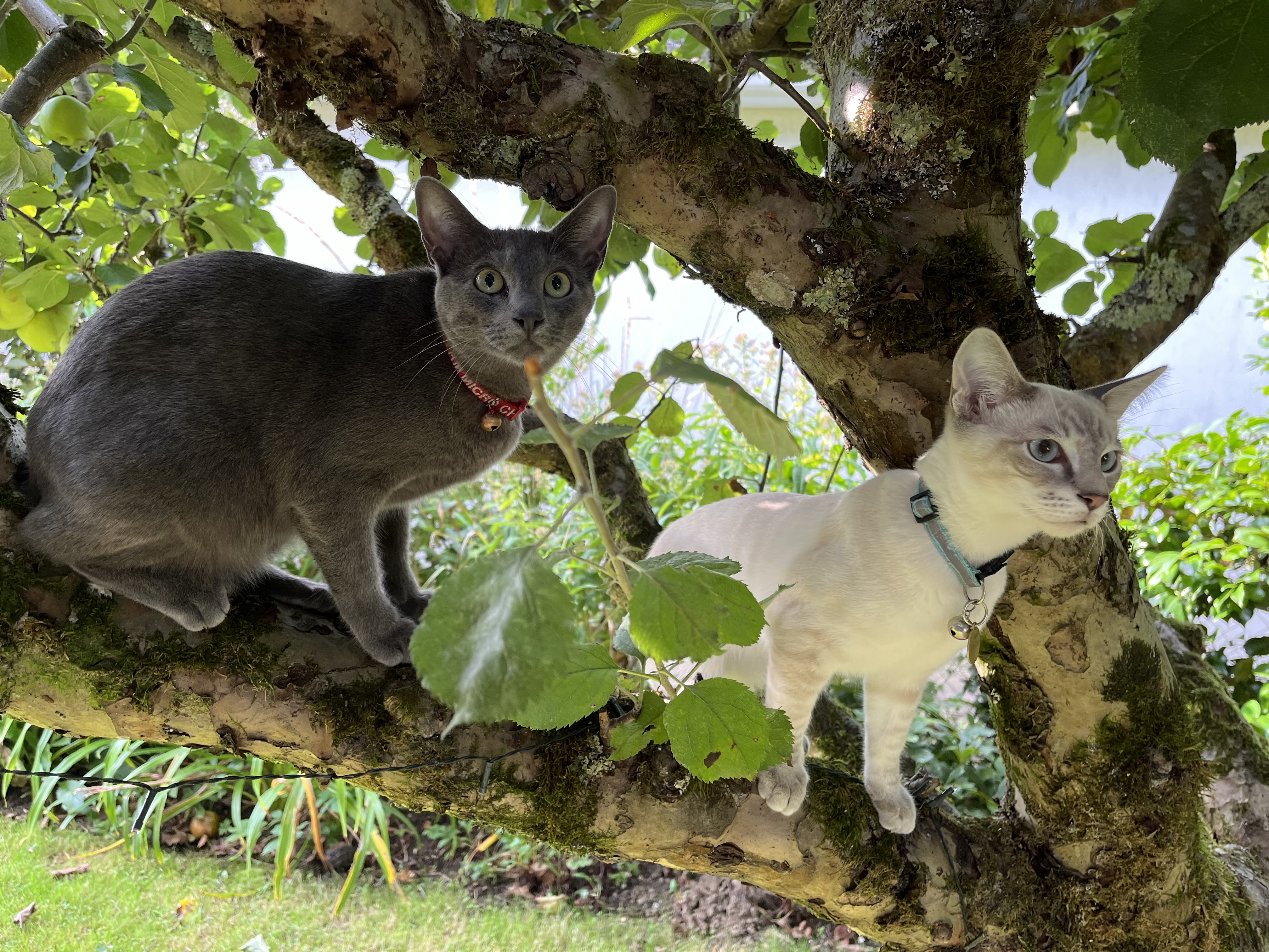 Inky and Bodie at Camrill Estate